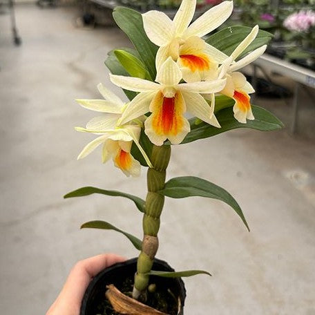 Dendrobium Christy Dawn 'Shang Guest' AM/AOS 2.5"