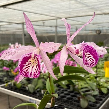 Brassocattleya Yu Toung Star 'Nothodoritis1' 3.5"