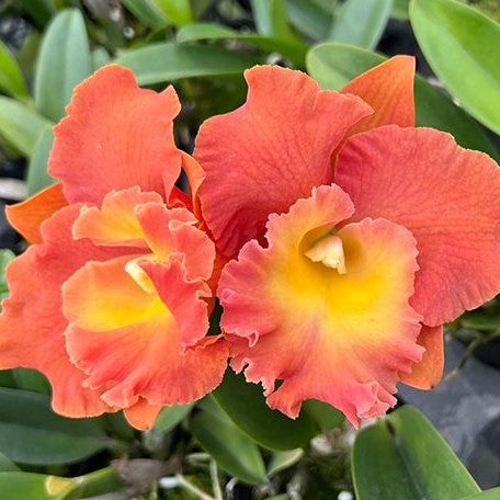 Rhyncholaeliocattleya Star of Siam 'Pumpkin' 3.5"