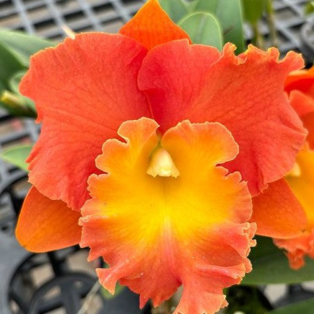 Rhyncholaeliocattleya Star of Siam 'Pumpkin' 3.5" Fragrant