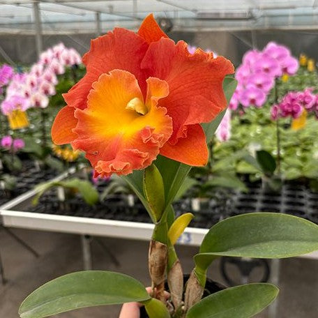 Rhyncholaeliocattleya Star of Siam 'Pumpkin' 3.5" Fragrant