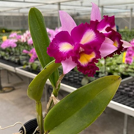 Rhyncholaeliocattleya Taipin Monkeys 'Bull Devil' 3.5"