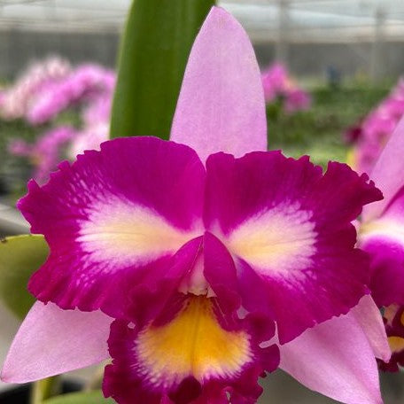 Rhyncholaeliocattleya Taipin Monkeys 'Bull Devil' 3.5"