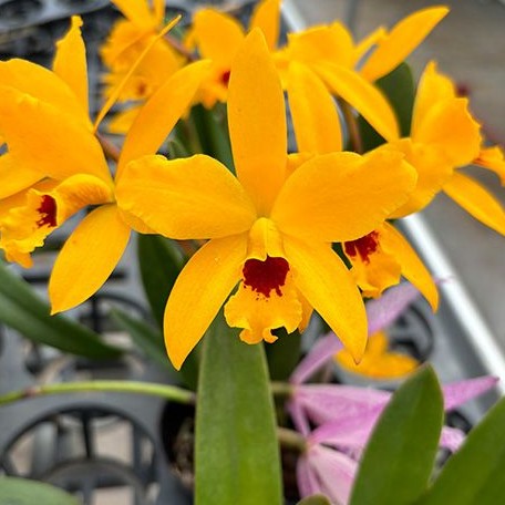 Cattlianthe Goldbrad 'Miku' SQ/JOGA 3.5" Fragrant