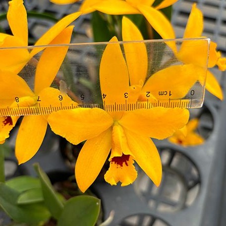 Cattlianthe Goldbrad 'Miku' SQ/JOGA 3.5"