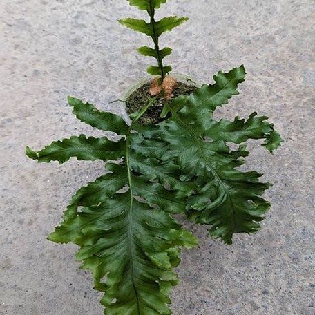 Aglaomorpha meyeniana var. crested 2.5"