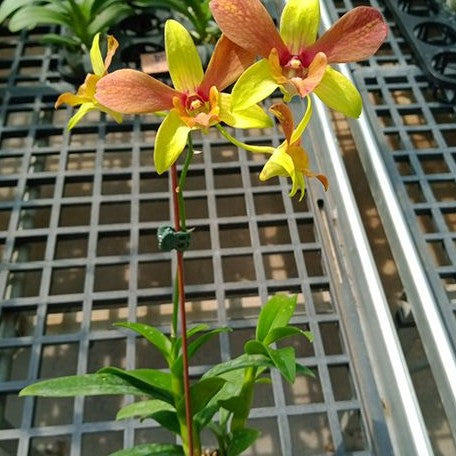 Dendrobium Alisun Summer 2.8"