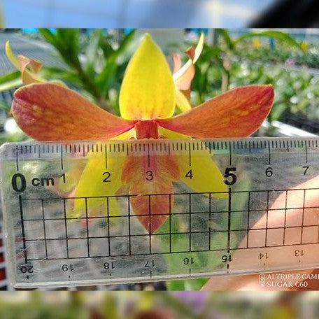 Dendrobium Alisun Summer 2.8"