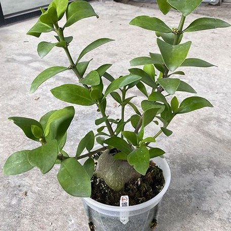 Hydnophytum moseleyanum 3.5"