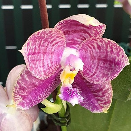 Phalaenopsis Lyndon Mix Zebra '872' 2.5"