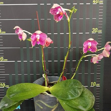 Phalaenopsis Lyndon Mix Zebra '872' 2.5"