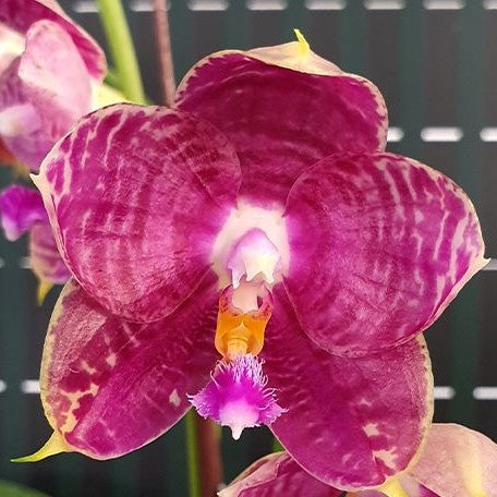 Phalaenopsis Lyndon Mix Zebra '872' 2.5"