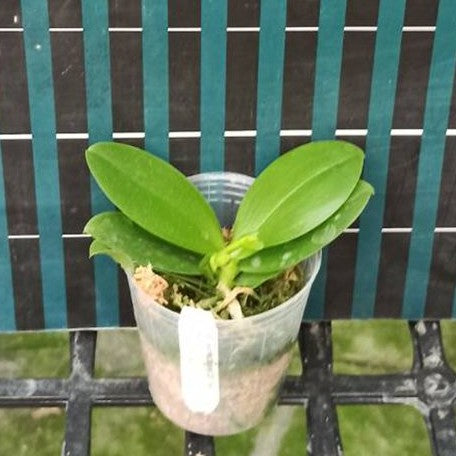 Phalaenopsis Meidarland Chambe '3253' (peloric) 2.5"