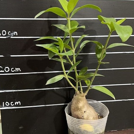 Hydnophytum moseleyanum 3.5"