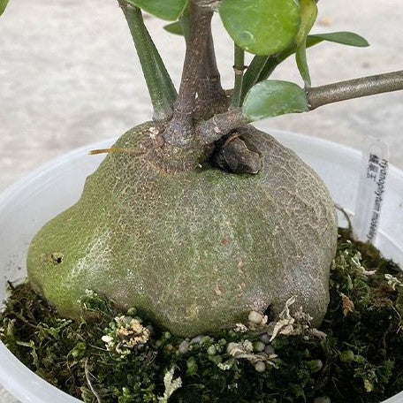 Hydnophytum moseleyanum 3.5"