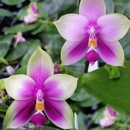 Phalaenopsis Samera var. red × sib 2.5"