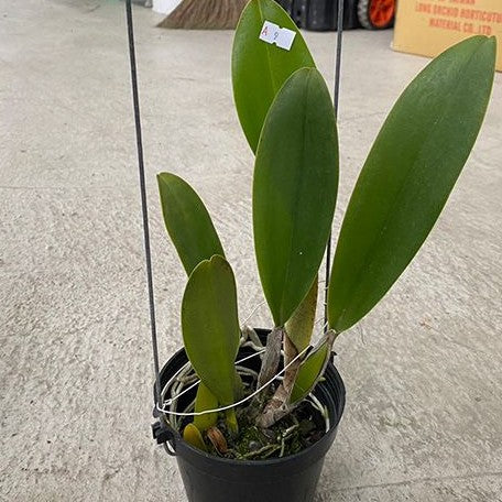 Rhyncholaeliocattleya Focus Taiwan 'persimmon' 4.0" Fragrant