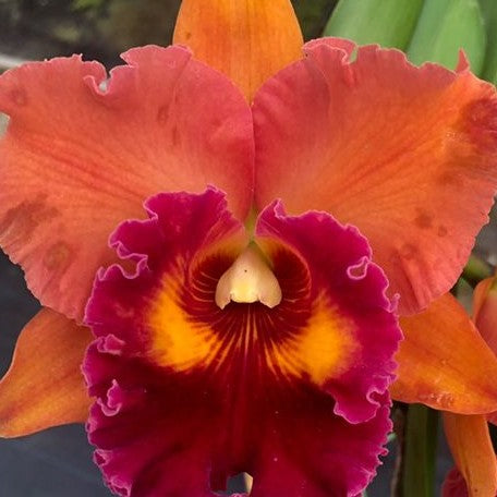 Rhyncholaeliocattleya Focus Taiwan 'persimmon' 4.0"