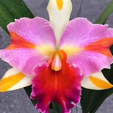 Rhyncholaeliocattleya Amazing Thailand 'Magician' 4.0"