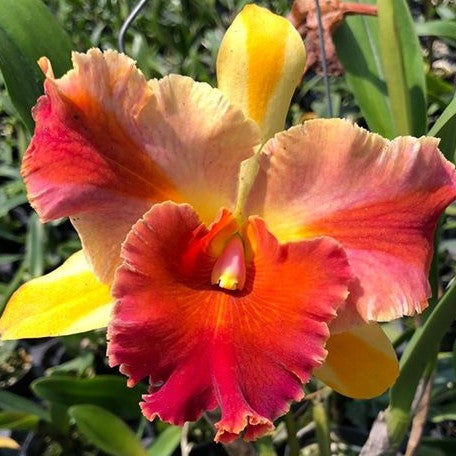 Rhyncholaeliocattleya Amazing Thailand 'Magician' 4.0"