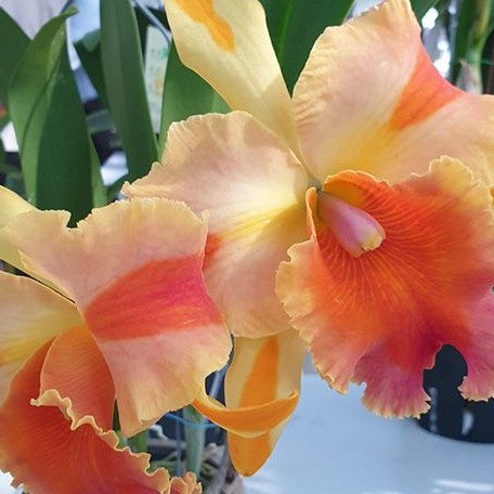 Rhyncholaeliocattleya Amazing Thailand 'Magician' 4.0"