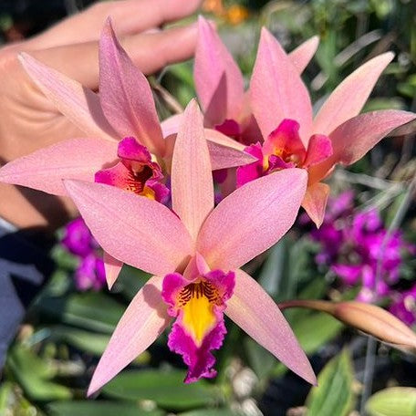 Laeliocattleya Santa Barbara Sunset 'ShowTime' HCC/AOS 2.5"