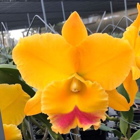 Rhyncholaeliocattleya Chomthong Delight 'Yellow watermelon' 4.0"