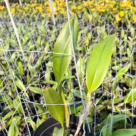 Rhyncholaeliocattleya Chomthong Delight 'Yellow watermelon' 4.0" Fragrant