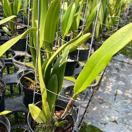 Rhyncholaeliocattleya Amazing Thailand 'Magician' 4.0"