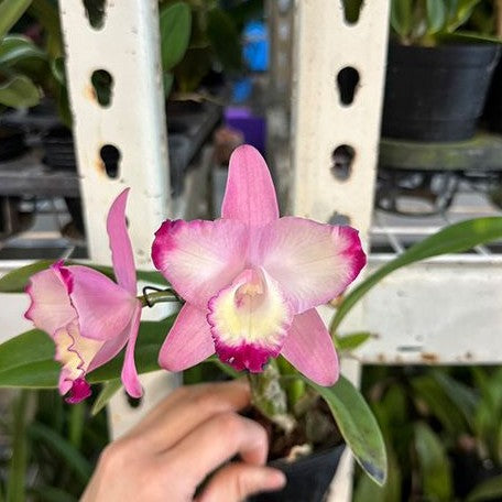 Cattleya Cherry Bee ‘Happy Field’ 2.5"