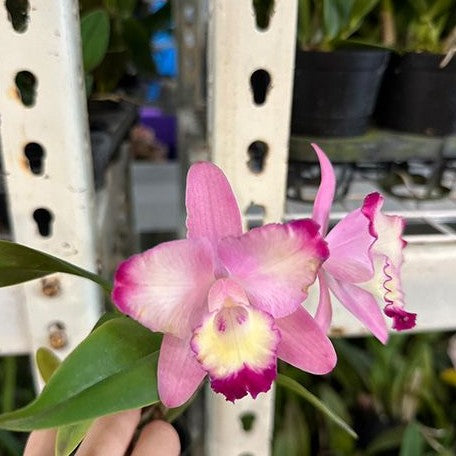 Cattleya Cherry Bee ‘Happy Field’ 2.5"