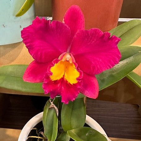 Cattleya Wendy's Valentine 2.5"