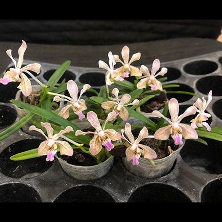 Vanda lamellata × lilacina 1.7"