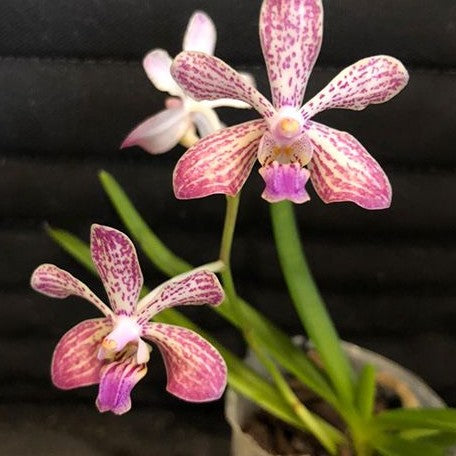 Vanda lamellata × lilacina 1.7"