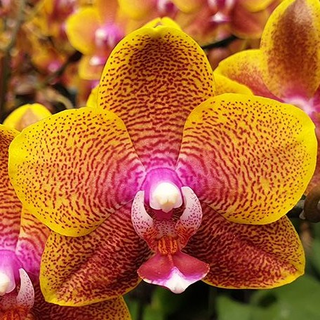 Phalaenopsis Sogo Lawrence 3.0" Fragrant