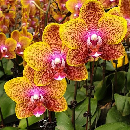 Phalaenopsis Sogo Lawrence 3.0" Fragrant