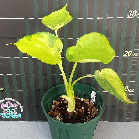 Alocasia Cucullata Banana Split variegated 3.0"
