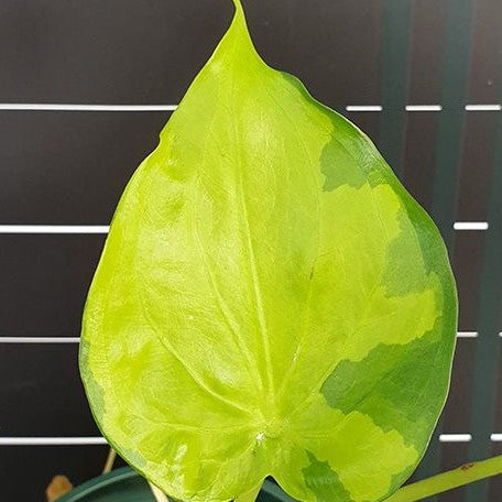 Alocasia Cucullata Banana Split variegated 3.0"