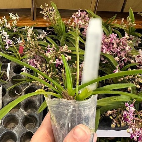 Vanda lamellata × lilacina 1.7"