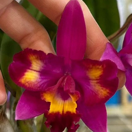 Cattleya Hawaiian Splash 'Lea' BM/JOGA 2.5"