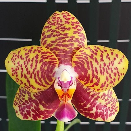 Phalaenopsis Sogo Pony 2.5"