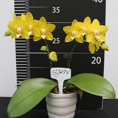 Phalaenopsis Clone 'CL7017V' 2.5"