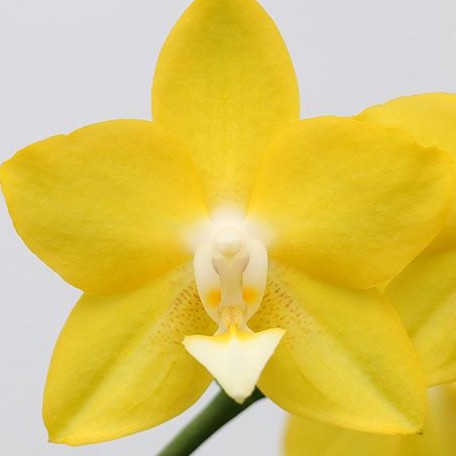 Phalaenopsis Clone 'CL7017V' 2.5"