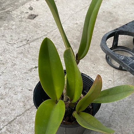 Cattlianthe Goldbrad 'Miku' SQ/JOGA 3.5" Fragrant