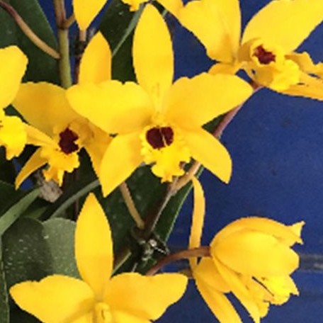 Cattlianthe Goldbrad 'Miku' SQ/JOGA 3.5" Fragrant