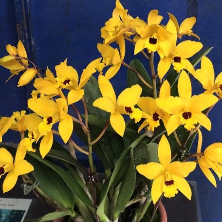 Cattlianthe Goldbrad 'Miku' SQ/JOGA 3.5" Fragrant