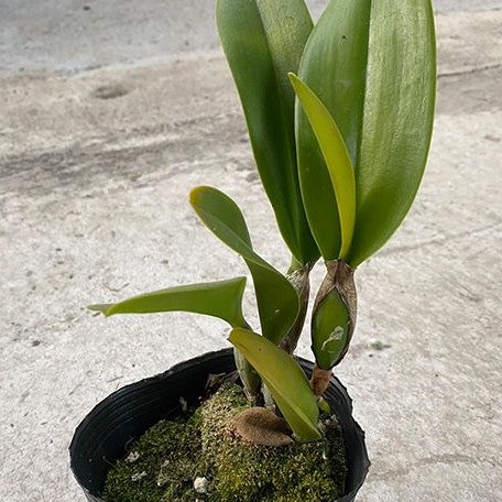 Rhyncholaeliocattleya NP Gold 'Monkey Butt' 3.5"