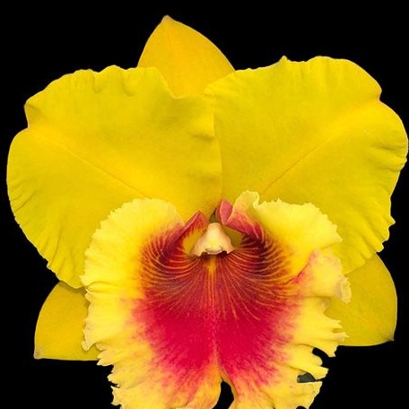 Rhyncholaeliocattleya NP Gold 'Monkey Butt' 3.5"