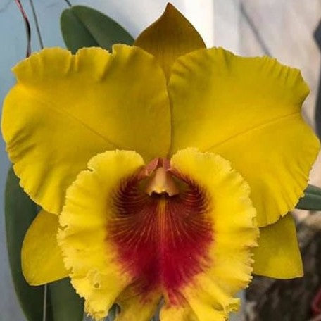 Rhyncholaeliocattleya NP Gold 'Monkey Butt' 3.5"