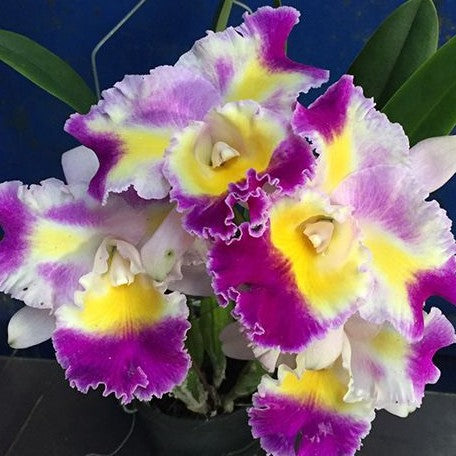 Cattleya Prism Palette 'Mischief' AM/AOS 3.5"